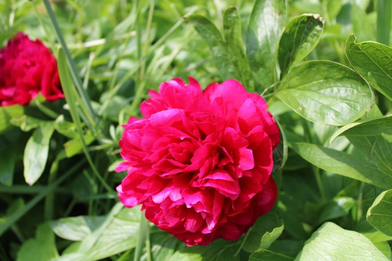 Introducing Praying with Creation